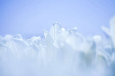 Tulip flowers close upの写真素材