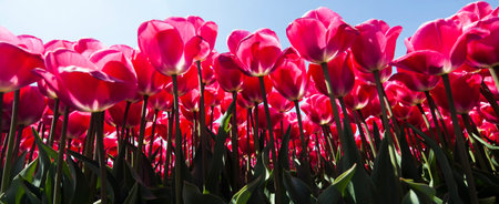 Beautiful close up macro tulipの写真素材