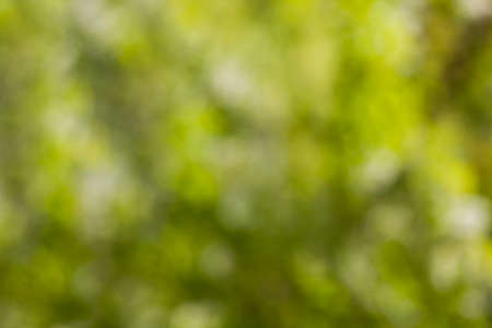 Green backgroundの写真素材