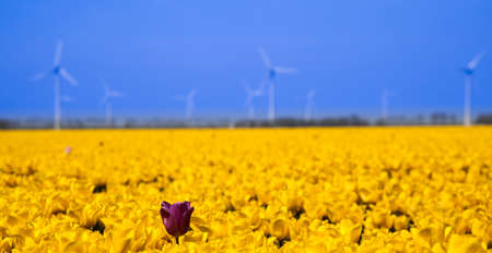 Fresh spring tulips with skyの写真素材