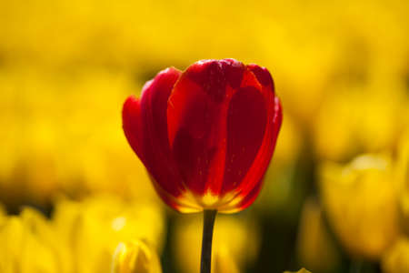 Garden, flower background, tulipsの写真素材