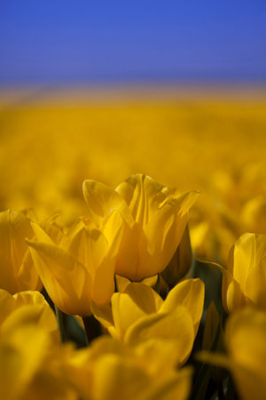 Garden, flower background, tulips