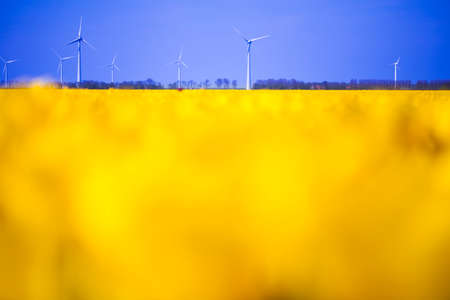 Fresh spring tulips with skyの写真素材