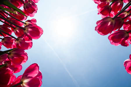 Beautiful close up macro tulipの写真素材