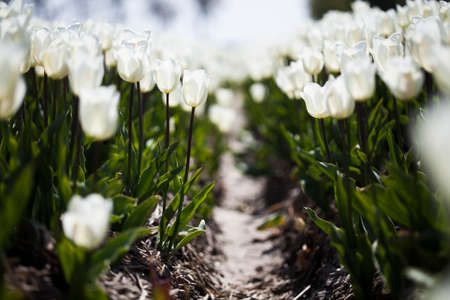 Tulip flowers close upの写真素材