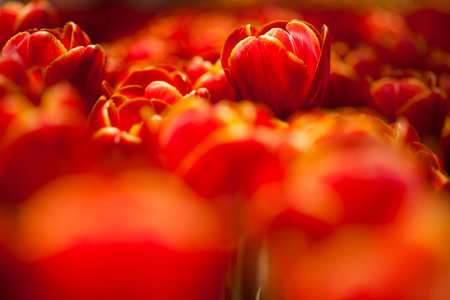 Tulips in spring,colourful tulip