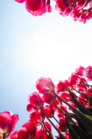 Beautiful close up macro tulipの写真素材