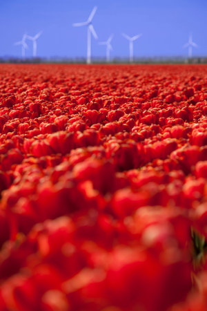 Fresh spring tulips with skyの写真素材