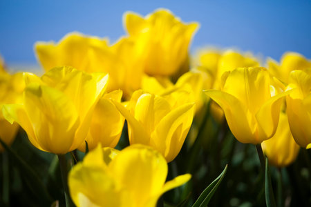 Tulip flowers close up