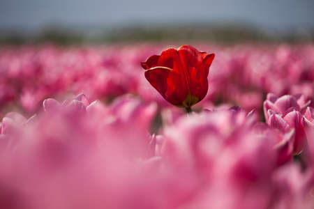 Tulip flowers close upの写真素材