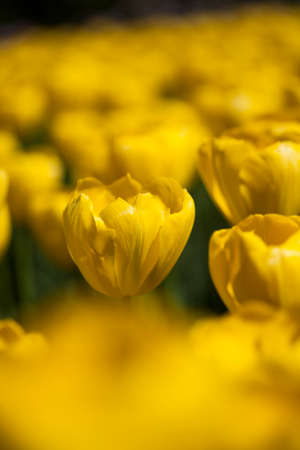 Tulips in a field in springの写真素材
