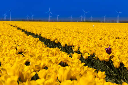 Fresh spring tulips with skyの写真素材