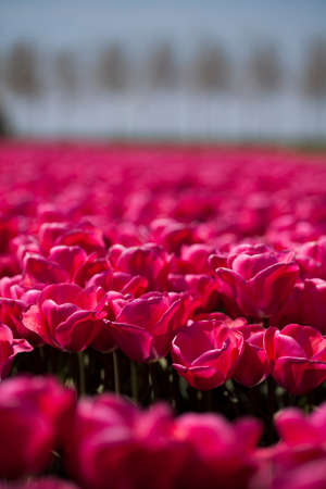 Garden, flower background, tulipsの写真素材