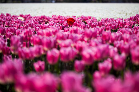 Garden, flower background, tulips