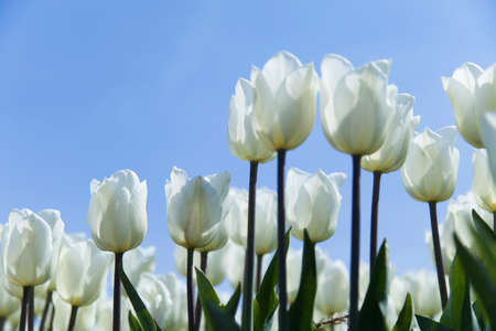 Tulips in a field in springの写真素材