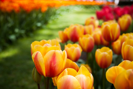 Garden, flower background, tulips