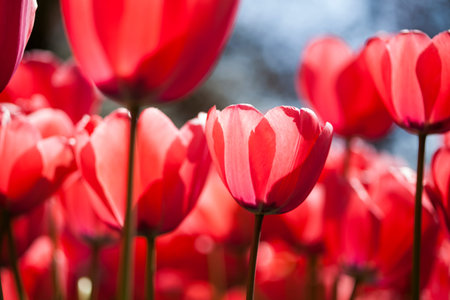 Tulips in spring,colourful tulip