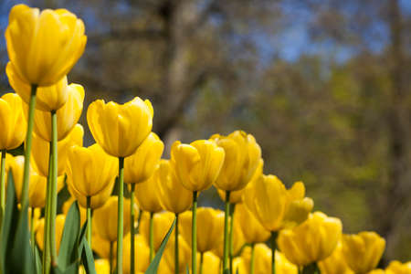 Garden, flower background, tulipsの写真素材