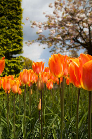 Colorful spring tulips and flowersの写真素材