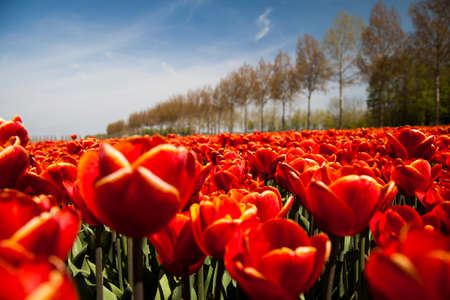 Tulip flowers close upの写真素材