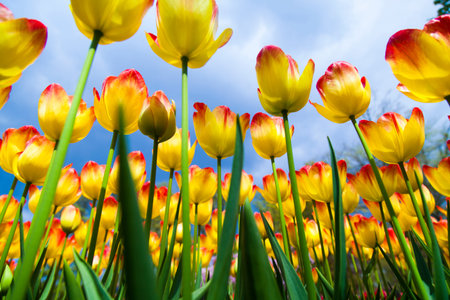 Colorful spring tulips and flowers