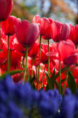 Colorful spring tulips and flowers