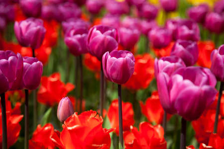Garden, flower background, tulipsの写真素材