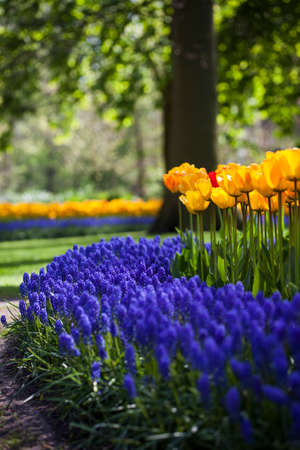 Fresh Beautiful Tulips, flower backgroundの写真素材