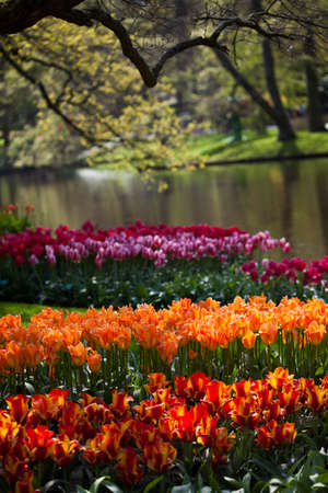 Fresh Beautiful Tulips, flower backgroundの写真素材