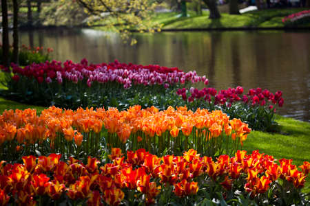 Fresh Beautiful Tulips, flower backgroundの写真素材