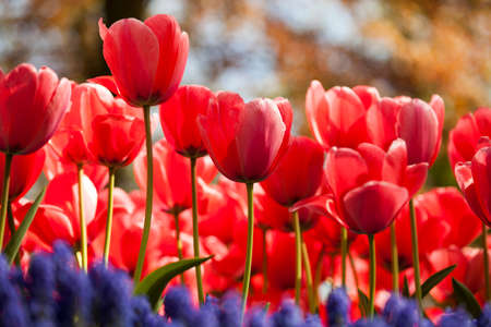 Fresh Beautiful Tulips, flower backgroundの写真素材