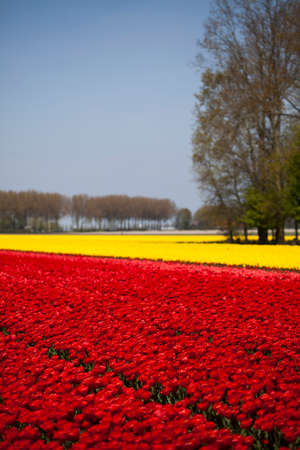 Tulips in spring,colourful tulipの写真素材