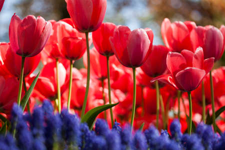 Fresh Beautiful Tulips, flower backgroundの写真素材