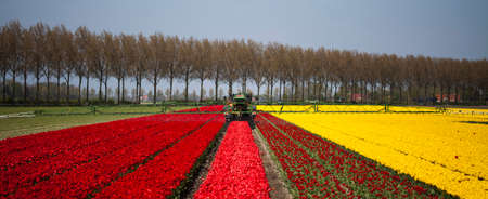 Beautiful spring tulip, flower backgroundの写真素材