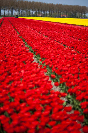 Tulips, colorful backgroundの写真素材