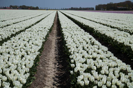 Beautiful spring tulip, flower backgroundの写真素材