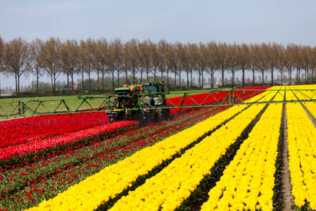 Tulips in spring,colourful tulipの写真素材
