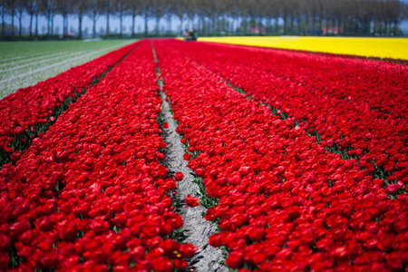 Tulips, colorful background