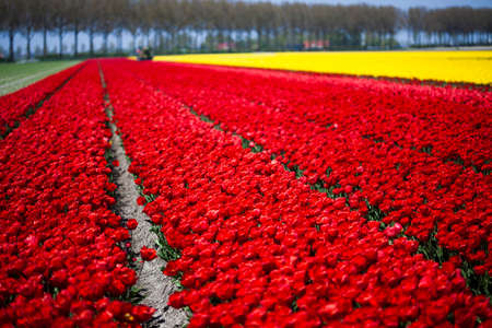 Beautiful spring tulip, flower backgroundの写真素材