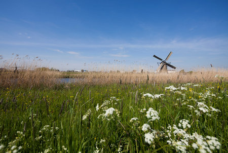 Traditional old windmills in Netherlands