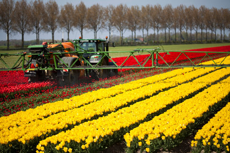 Tulips, colorful background