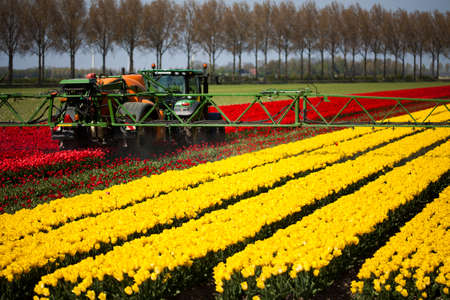 Tulips in spring,colourful tulipの写真素材
