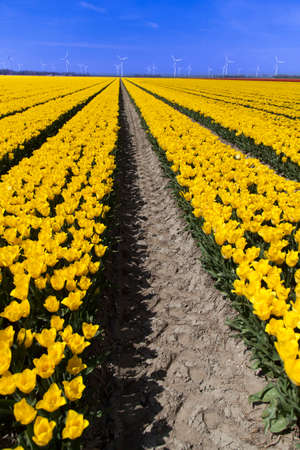 Fresh spring tulips with skyの写真素材