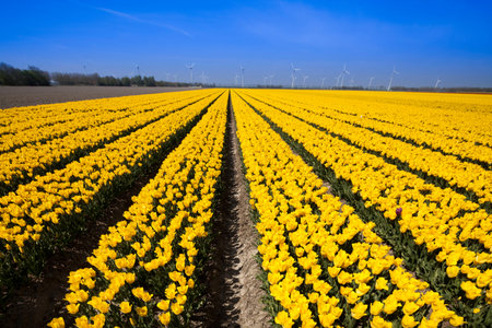 Fresh spring tulips with sky