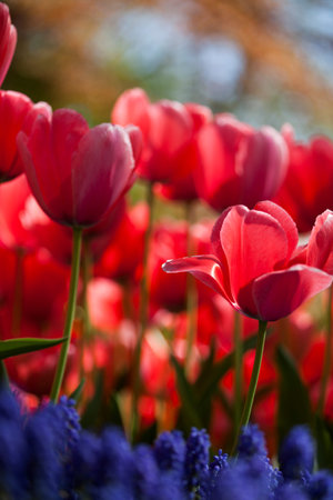 Fresh Beautiful Tulips, flower backgroundの写真素材