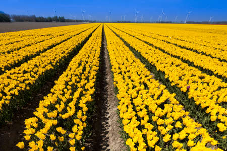 Fresh spring tulips with skyの写真素材