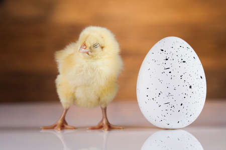 Easter animalの写真素材