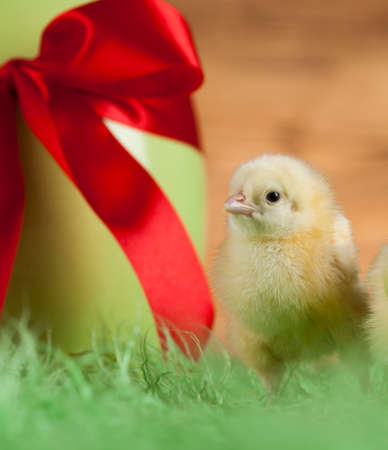 Easter animalの写真素材