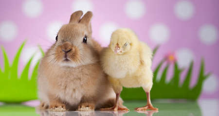 Happy Easter, Chick in bunnyの写真素材