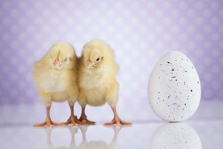 Cute little chickの写真素材